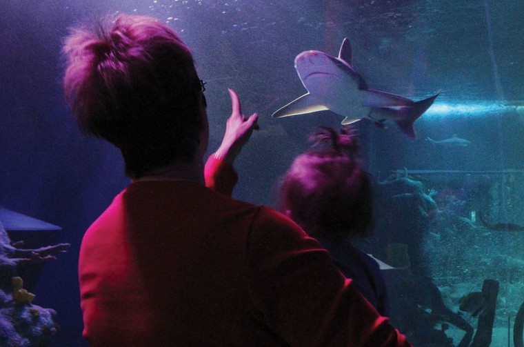 shark.wildart.0216202012.jpg